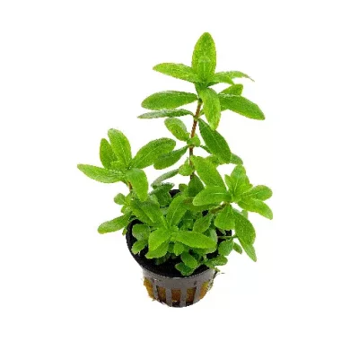 HYGROPHILA polysperma