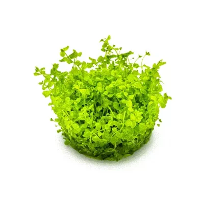 MICRANTHEMUM 'Monte Carlo'