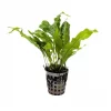 JAVABREGNE Microsorum pteropus 'Greens'