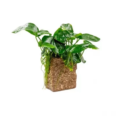 ANUBIAS sp. på sten (liten)