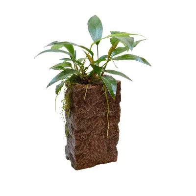 ANUBIAS sp. på sten (høy)