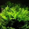 gallery-10269-for-5703249008206