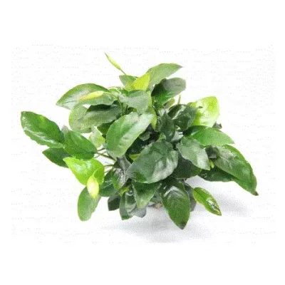 ANUBIAS Barteri XL (101UXL)