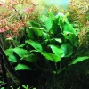 gallery-10413-for-7330002019308