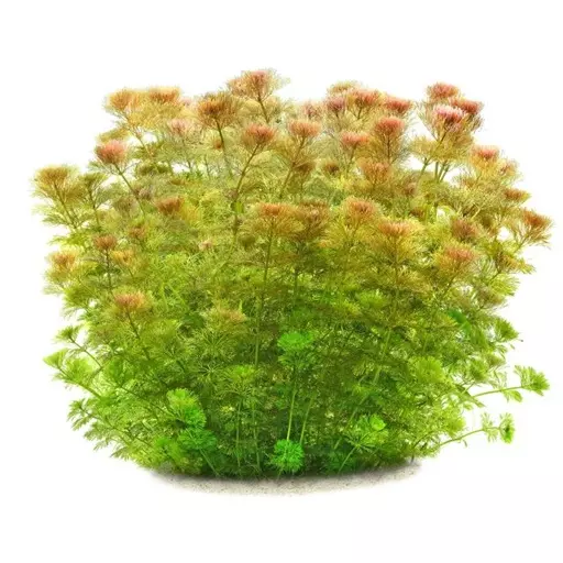 gallery-10419-for-5703249047007