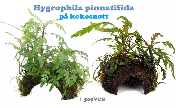 gallery-10420-for-100069