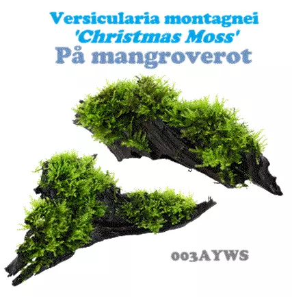 gallery-10422-for-100069