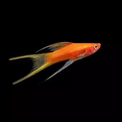 SVERDDRAGER, 'Lyrehale', Xiphophorus hellerii