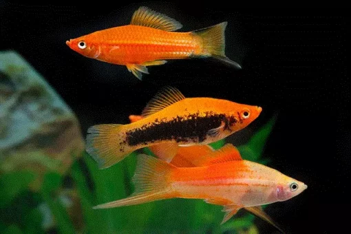 gallery-10425-for-101482