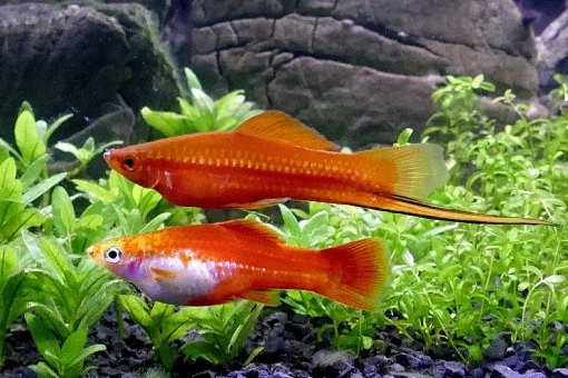 gallery-10426-for-101482