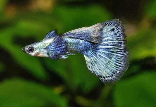 gallery-10427-for-101662