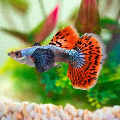GUPPY 'Elephant Ear', Hanner, Poecilia reticulata