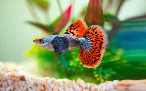 GUPPY 'Elephant Ear', Hanner, Poecilia reticulata