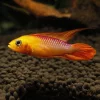APISTOGRAMMA Agassizii "FIRE RED "