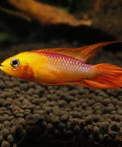 APISTOGRAMMA Agassizii "FIRE RED "