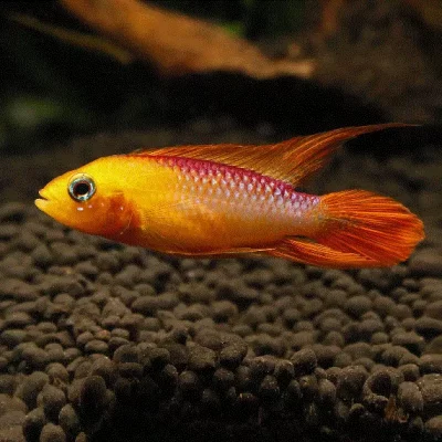 APISTOGRAMMA Agassizii "FIRE RED "