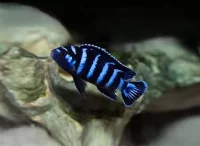 DEMASONI, Chindongo demasoni (Malawi)