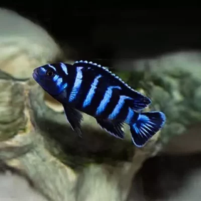 DEMASONI, Chindongo demasoni (Malawi)