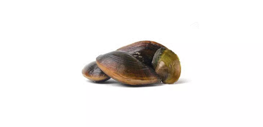 FERSKVANNS-MUSLING, Pilsbryoconcha exilis