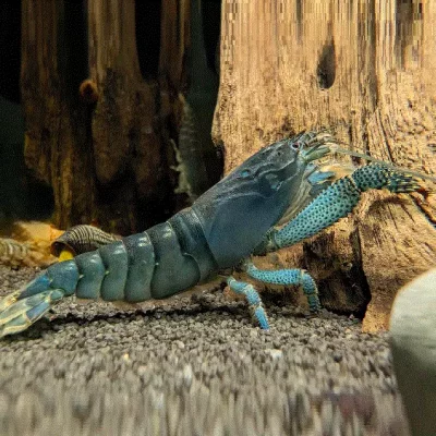 GABON REKE Ataya gabonensis