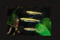 GULLBÅNDSTETRA Nannostomus beckfordi