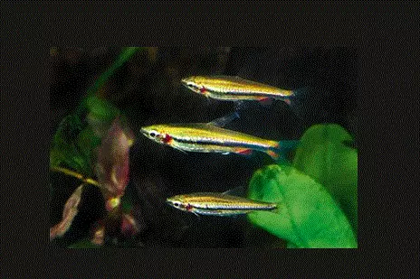 GULLBÅNDSTETRA Nannostomus beckfordi