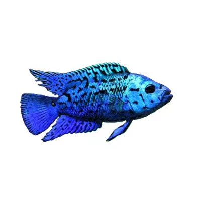 JACK DEMPSEY "Electric blue", Rocio octofasciatum