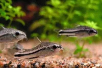 gallery-10434-for-100131