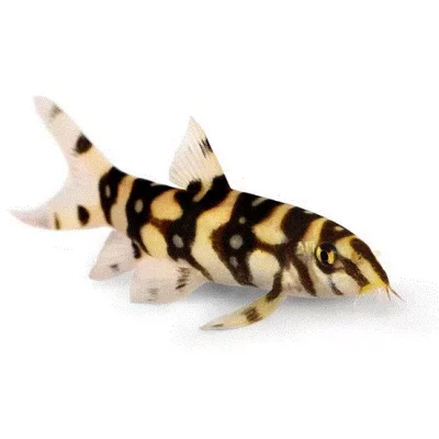 PAKISTANBOTIA Botia pakistani