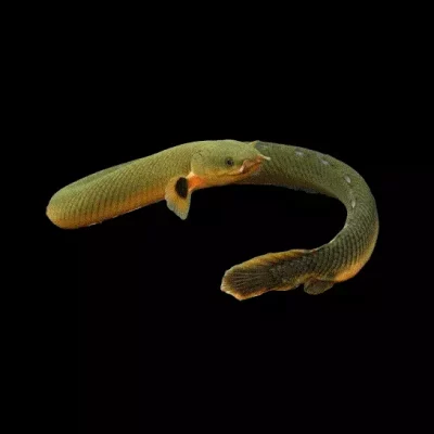 ØREÅL Erpetoichthys calabaricus