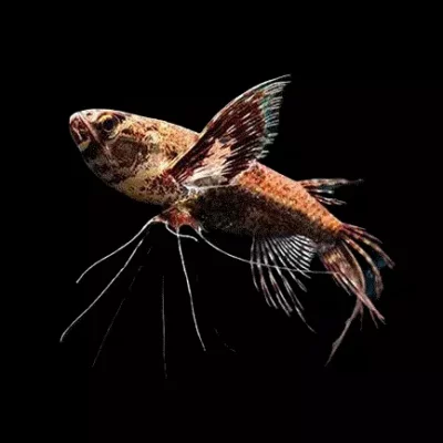 SOMMERFUGLFISK Pantodon buchholtzi