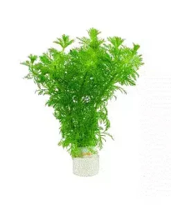 LIMNOPHILA Sessiliflora (egen)