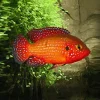 JUVELCIKLIDE Hemichromis lifalili