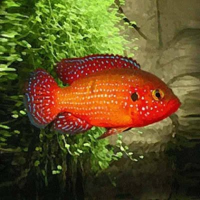 JUVELCIKLIDE Hemichromis lifalili