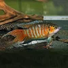 PARADISFISK Macropodus opercularis