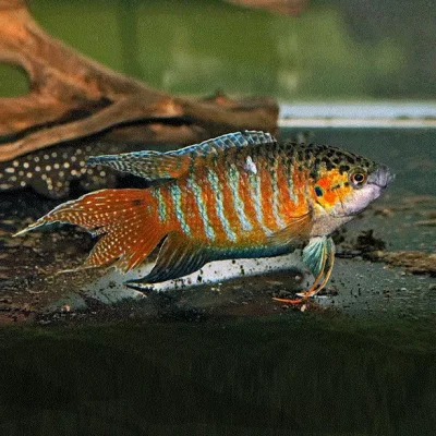 PARADISFISK Macropodus opercularis