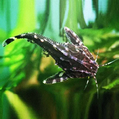 PRIKKET KNURREMALLE Agamyxis pectinifrons