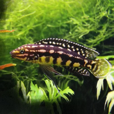 SJAKKBRETTCIKLIDE Juli marleri (Tanganyika)