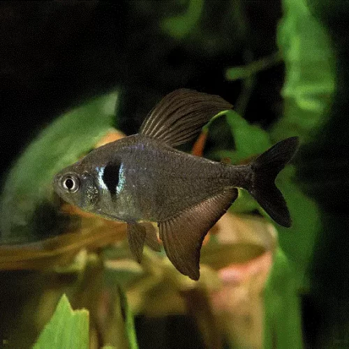 SVART FANTOMTETRA, Hyphessoeryson megalopterus
