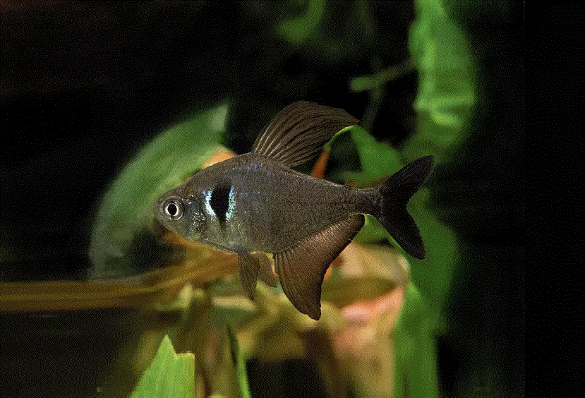 SVART FANTOMTETRA, Hyphessoeryson megalopterus