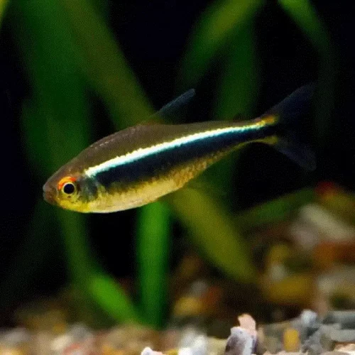 SVART NEONTETRA Hyphessobrycon herbertaxelrodi
