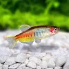 GLØDELYSDANIO Danio Choprae