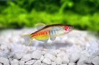 GLØDELYSDANIO Danio Choprae