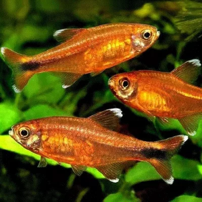 gallery-11442-for-100187