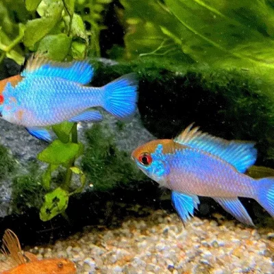 gallery-11461-for-100114