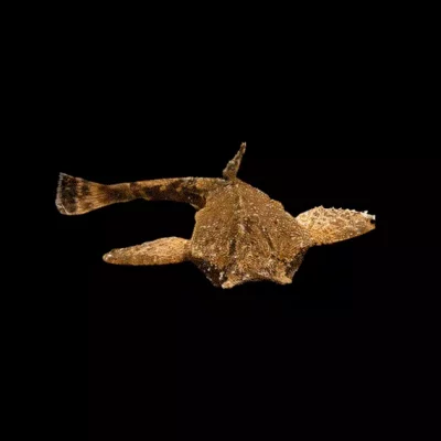 BANJOMALLE Bunocephalus coracoideus