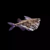 ØKSEFISK Carnegiella Strigata
