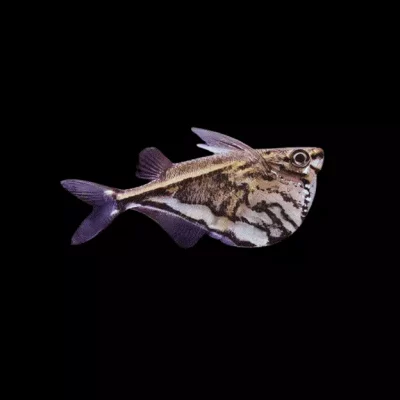 ØKSEFISK Carnegiella Strigata