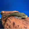 BULLDOG PLECO (L445) Chaetostoma joropo