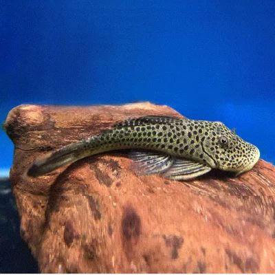 BULLDOG PLECO (L445) Chaetostoma joropo